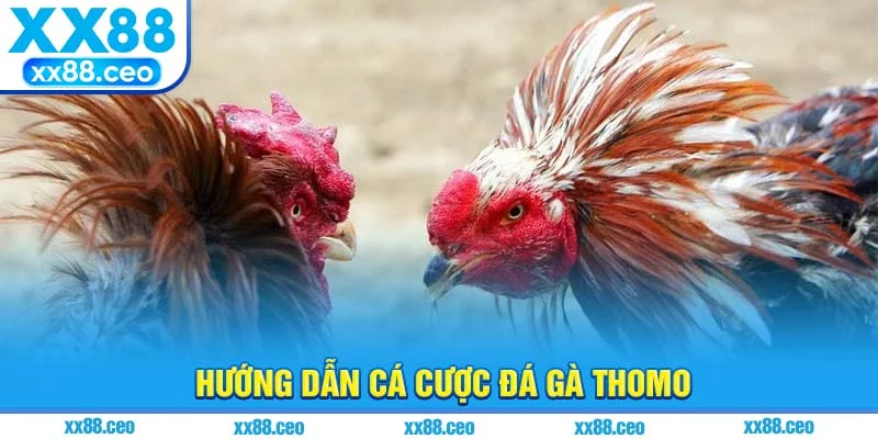 Hướng dẫn cá cược đá gà Thomo