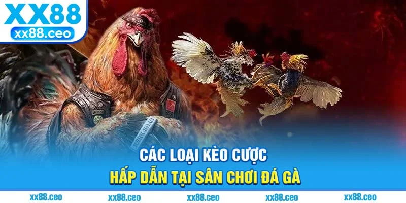 Các loại kèo cược hấp dẫn tại sân chơi đá gà