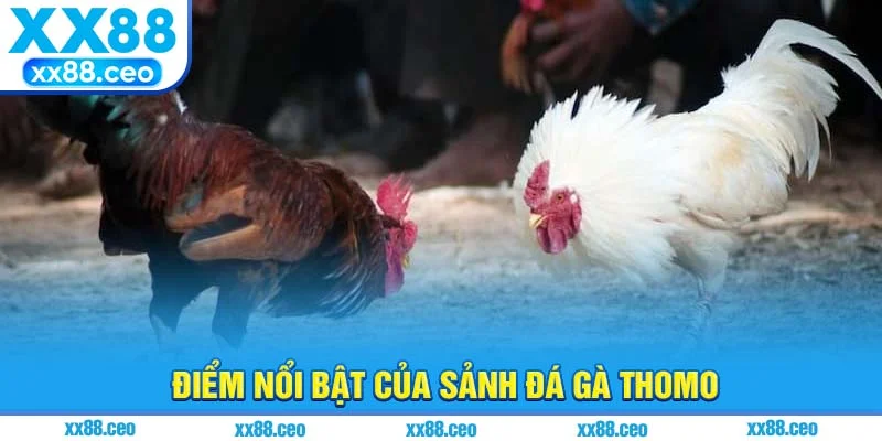 Điểm nổi bật của sảnh đá gà thomo
