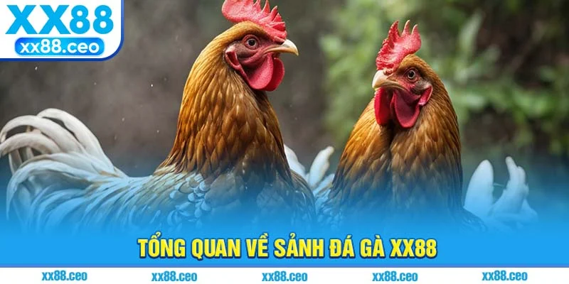 Tổng quan về sảnh đá gà xx88