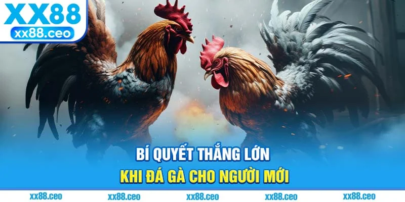 Bí quyết thắng lớn khi đá gà cho người mới