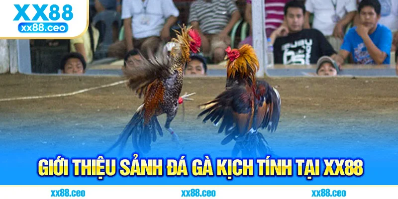 Giới thiệu sảnh đá gà kịch tính tại XX88